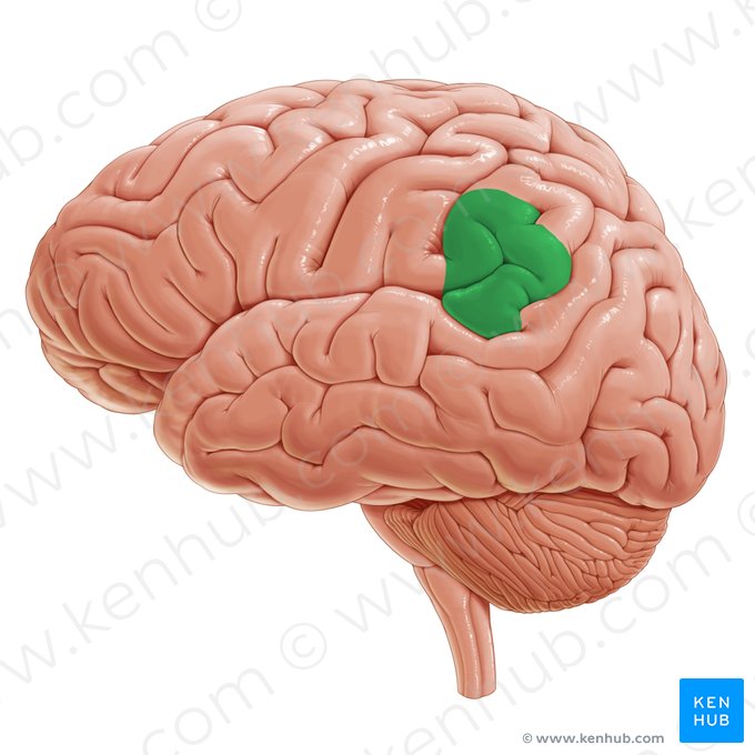 Supramarginal gyrus (Gyrus supramarginalis); Image: Paul Kim