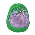 Eukaryotic cell: Structure and organelles