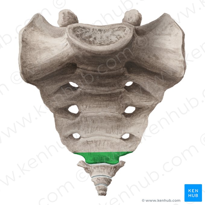 Apex of sacrum (Apex ossis sacri); Image: Liene Znotina