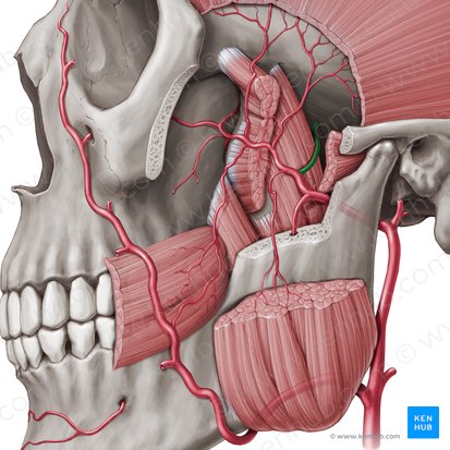 Middle meningeal artery (Arteria meningea media); Image: Paul Kim