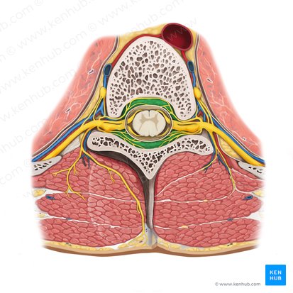 Espaço epidural (Spatium epidurale); Imagem: Rebecca Betts