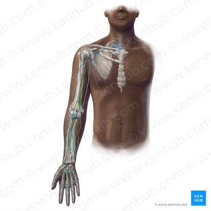 Veins of the upper limb: Anatomy