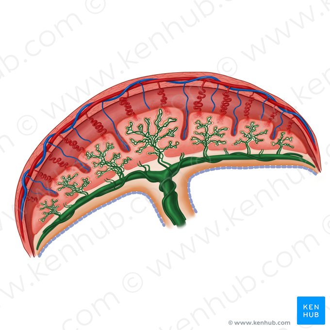 Circulação fetal (Vasa fetales); Imagem: Irina Münstermann