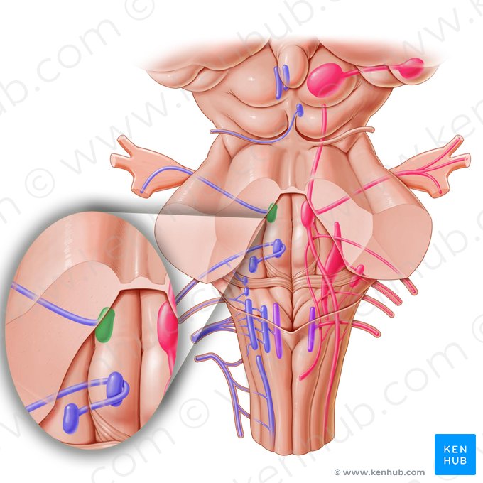 Núcleo motor del nervio trigémino (Nucleus motorius nervi trigemini); Imagen: Paul Kim