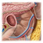 Kidneys in situ