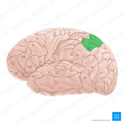 Área 7 de Brodmann (Area Brodmann 7); Imagem: Paul Kim