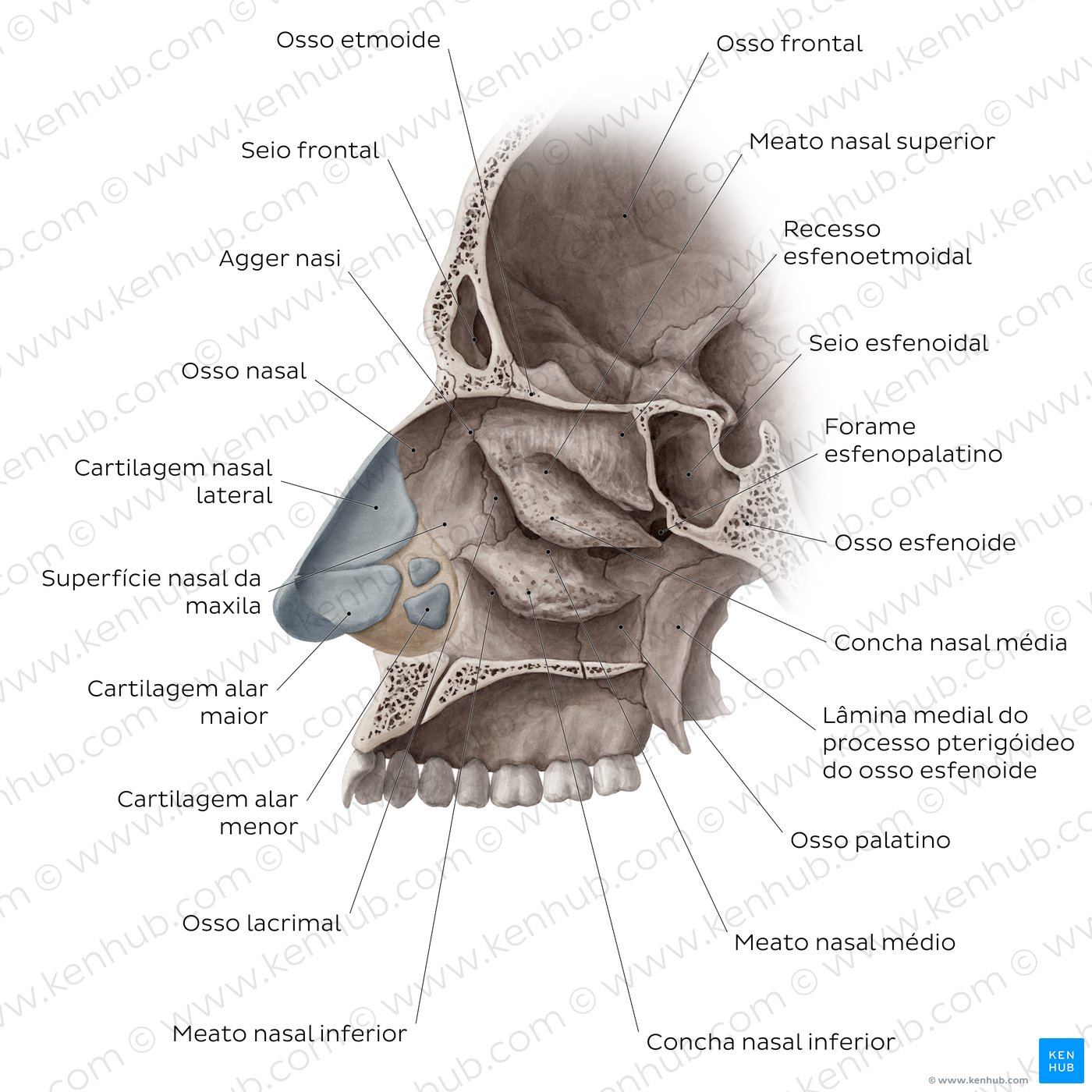 Ossos da cavidade nasal - vista sagital