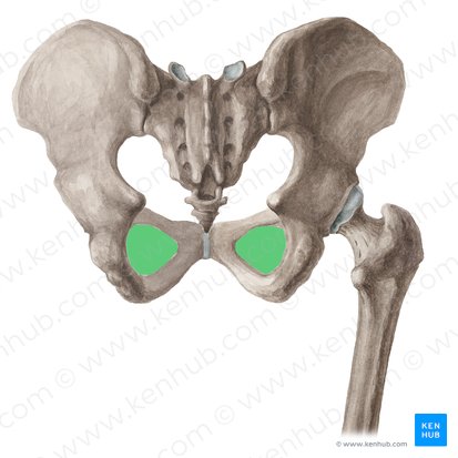 Forame obturado (Foramen obturatum ossis coxae); Imagem: Liene Znotina