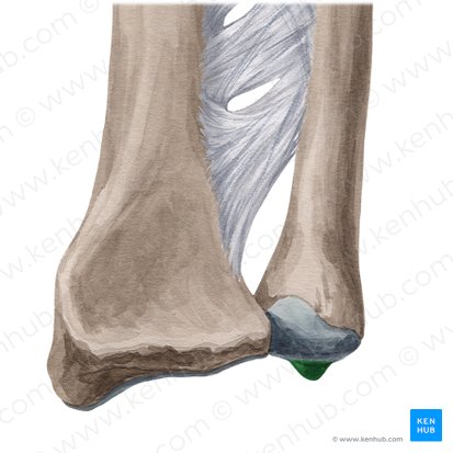 Processus styloideus ulnae (Griffelfortsatz der Elle); Bild: Yousun Koh