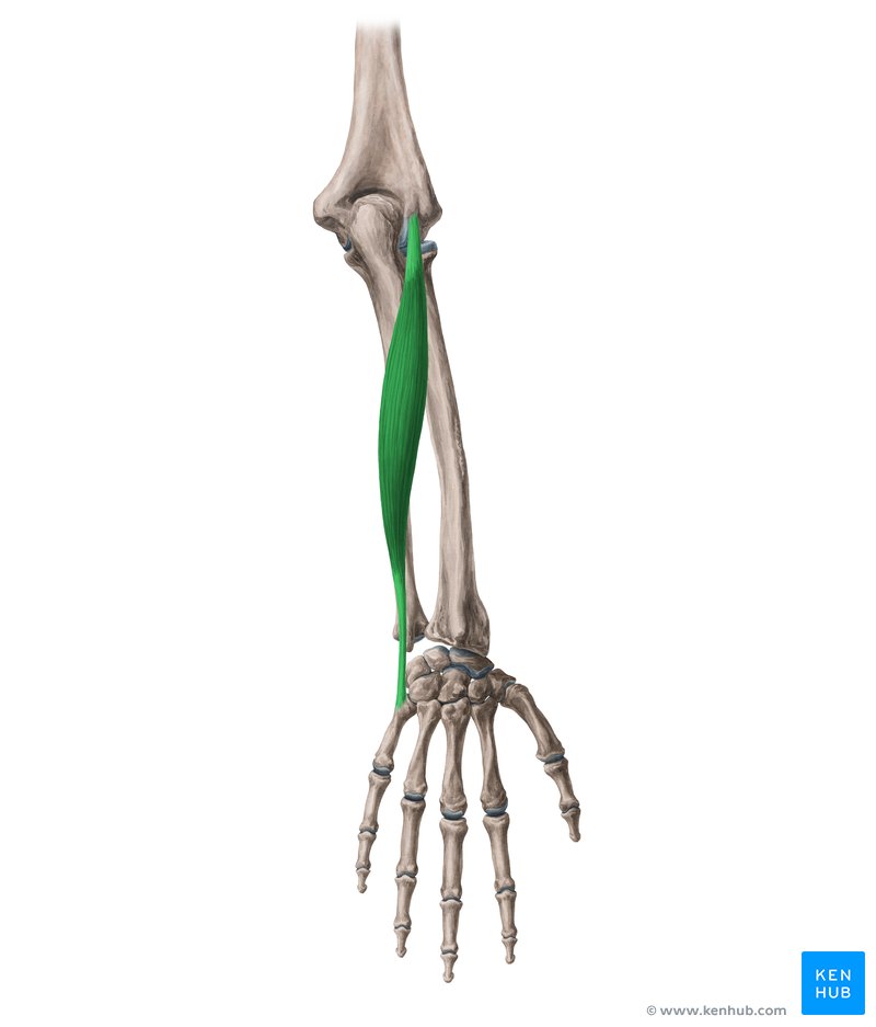 Extensor carpi ulnaris muscle (Musculus extensor carpi ulnaris)