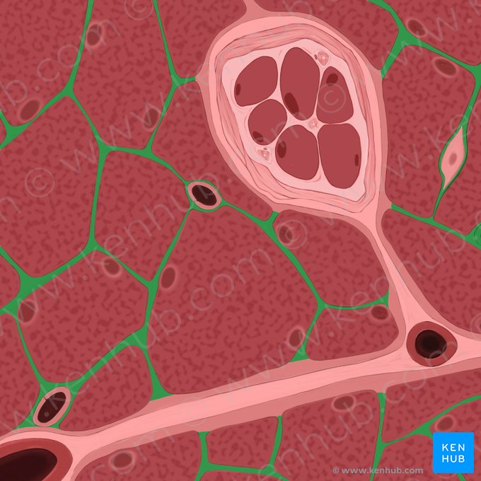 Endomysium; Image: Tal Bavli Ziv