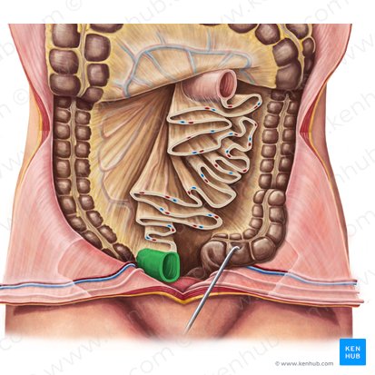 Iléon (Ileum); Image : Irina Münstermann