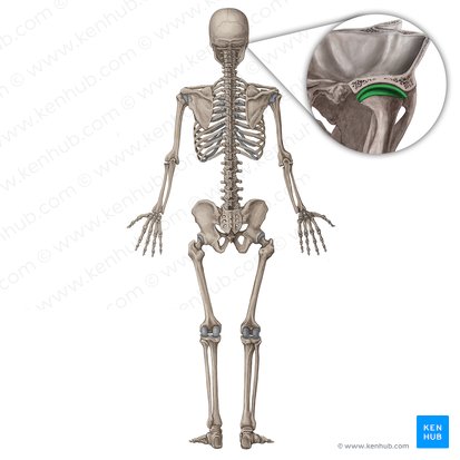 Articulatio temporomandibularis (Kiefergelenk); Bild: Irina Münstermann