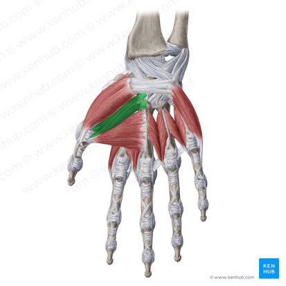 Cabeça oblíqua do músculo adutor do polegar (Caput obliquum musculi adductoris pollicis); Imagem: Yousun Koh