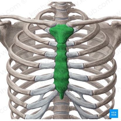 Esternón (Sternum); Imagen: Yousun Koh