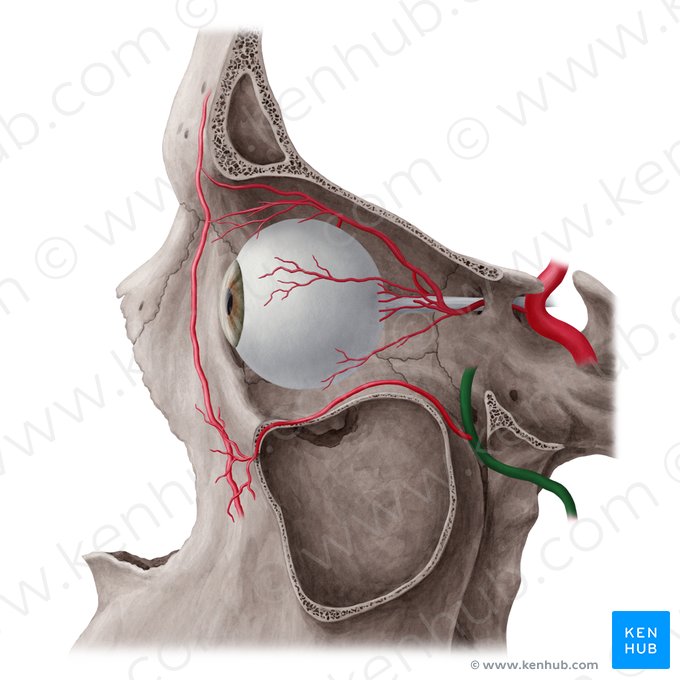 Arteria maxilar (Arteria maxillaris); Imagen: Yousun Koh