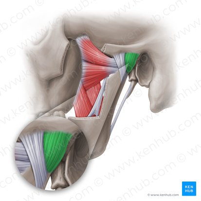 Articular capsule of temporomandibular joint (Capsula articularis temporomandibularis); Image: Paul Kim