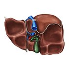 Inferior view of the liver