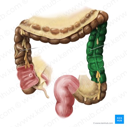 Descending colon (Colon descendens); Image: Begoña Rodriguez