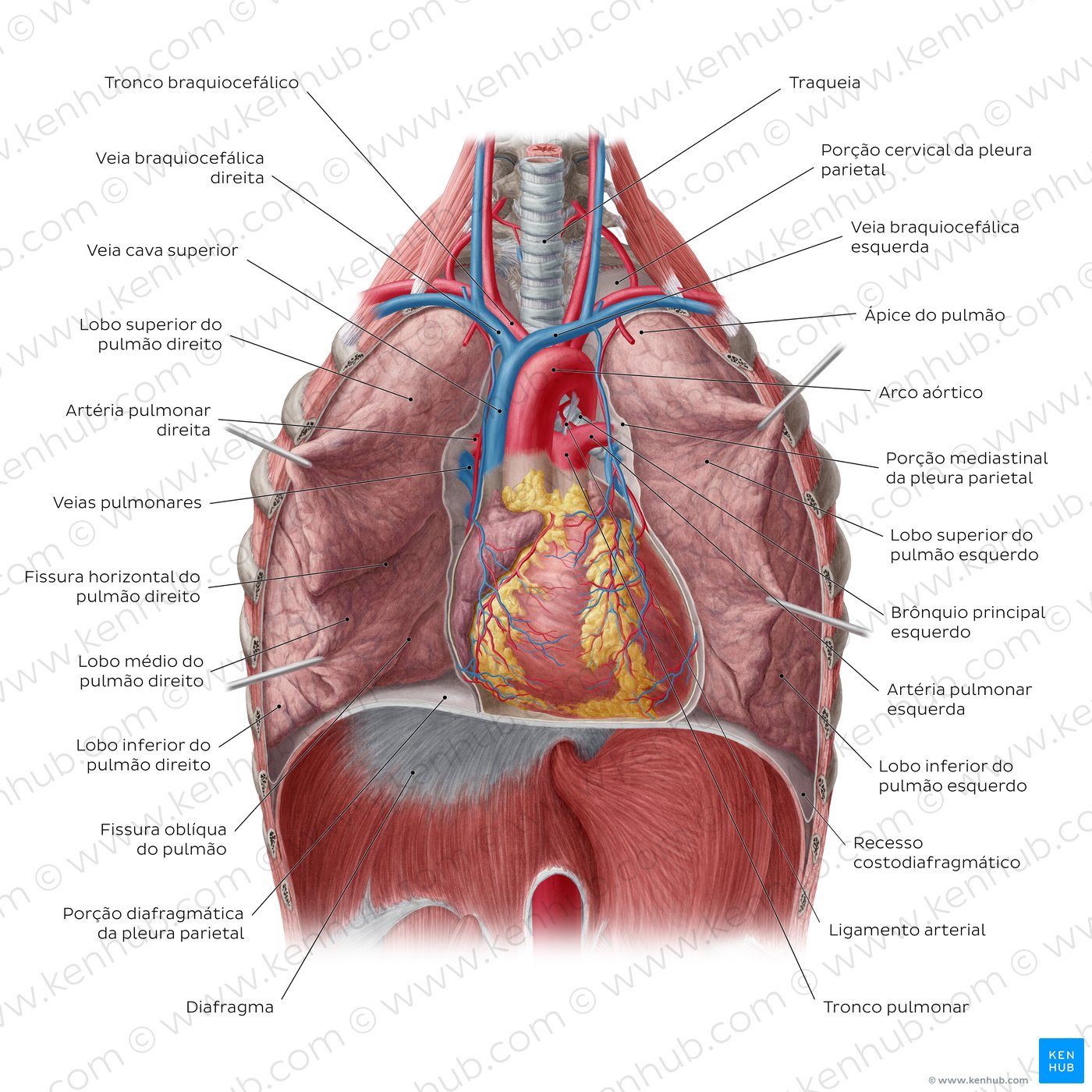 Visão geral dos pulmões in situ - vista anterior
