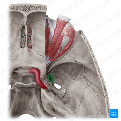 Foramen rotundum; Image: Yousun Koh