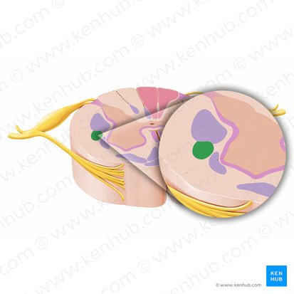 Trato rubroespinal (Tractus rubrospinalis); Imagem: Paul Kim