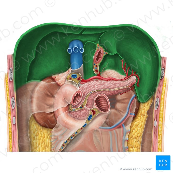 Diaphragm (Diaphragma); Image: Irina Münstermann