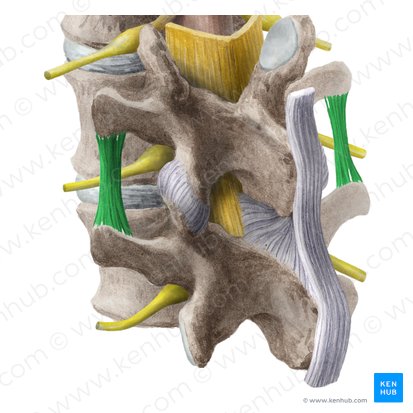 Ligamento intertransverso (Ligamenta intertransversaria); Imagen: Liene Znotina