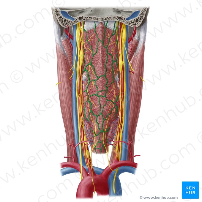 Veias faríngeas (Venae pharyngeae); Imagem: Yousun Koh