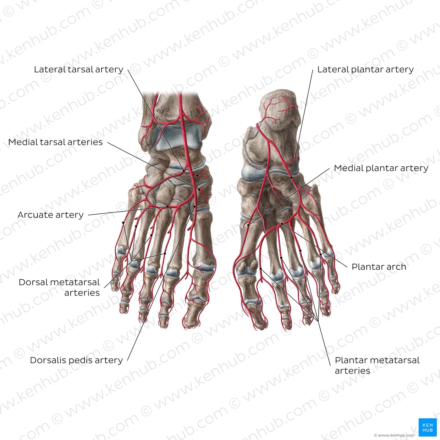 Arteries of the foot