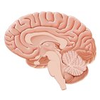 Overview of the cerebellum and the brainstem