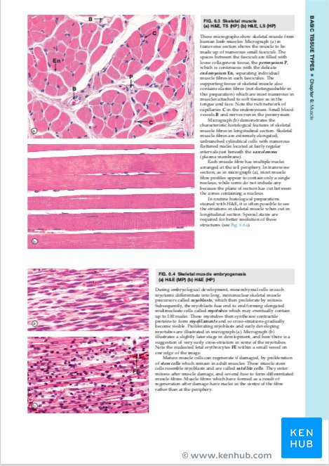 Wheater's Functional Histology - Sample Page