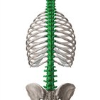 Coluna vertebral (espinha)