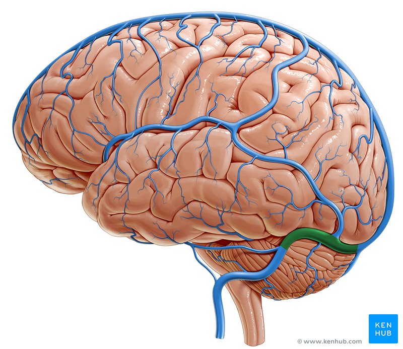 Transverse sinus (Sinus transversus)