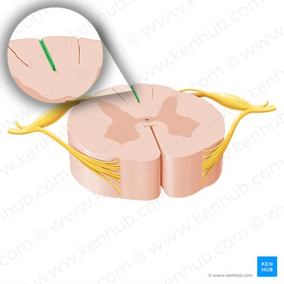 Sulcus medianus posterior medullae spinalis (Hintere Längsfurche des Rückenmarks); Bild: Paul Kim