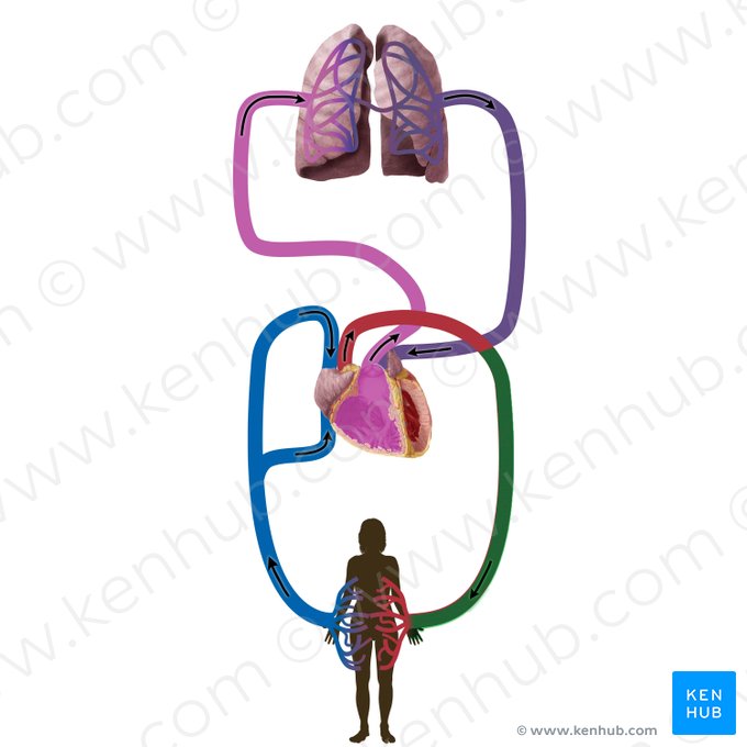 Arterias sistémicas (Arteriae systemicae); Imagen: Begoña Rodriguez