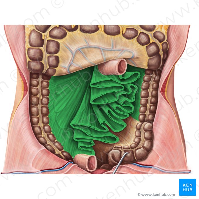 Mesentério (Mesenterium); Imagem: Irina Münstermann