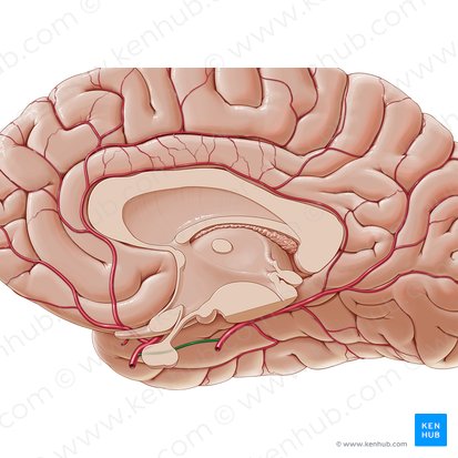 Posterior communicating artery (Arteria communicans posterior); Image: Paul Kim