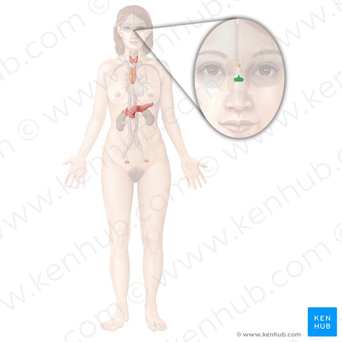 Pituitary gland (Glandula pituitaria); Image: Begoña Rodriguez