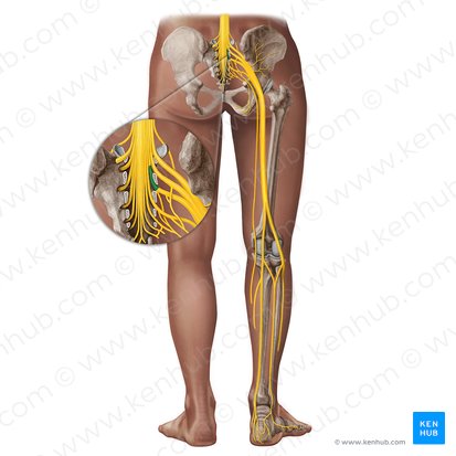 Nerf spinal S2 (Nervus spinalis S2); Image : Irina Münstermann