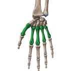 Metacarpal bones