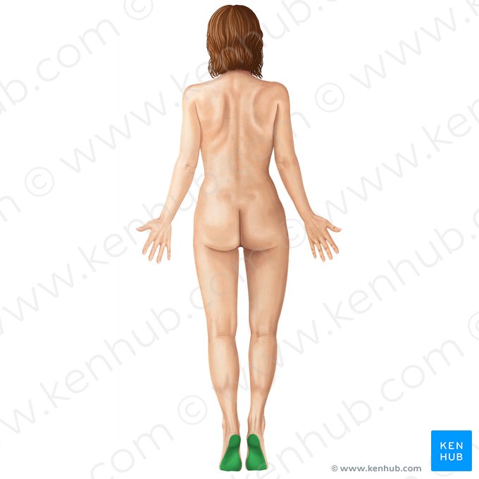 Plantar (Plantaris); Imagen: Yousun Koh