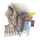 Pterygopalatine fossa