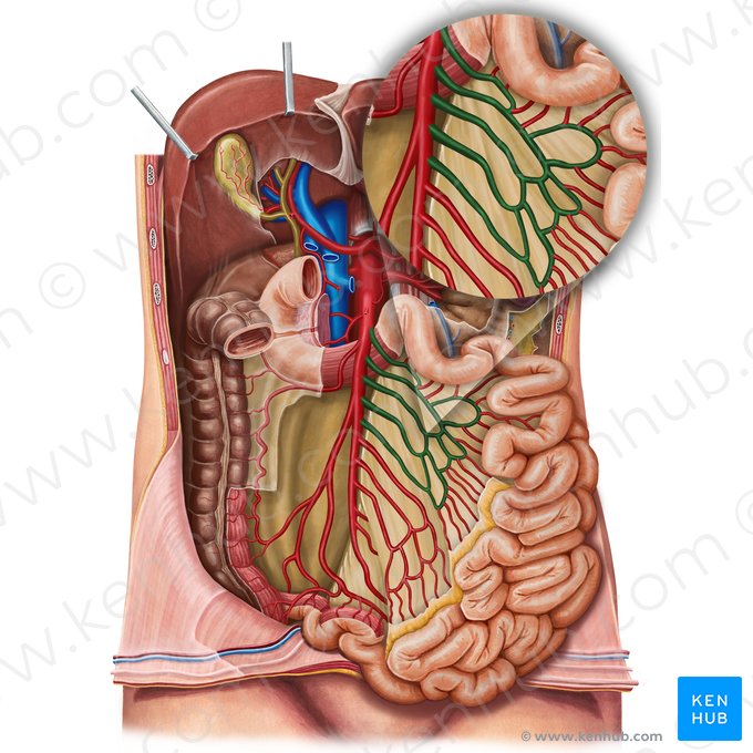 Arteriae jejunales (Leerdarmarterien); Bild: Irina Münstermann