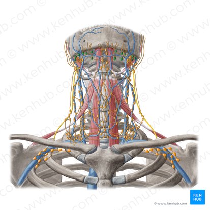 Submandibular lymph nodes (Nodi lymphoidei submandibulares); Image: Yousun Koh