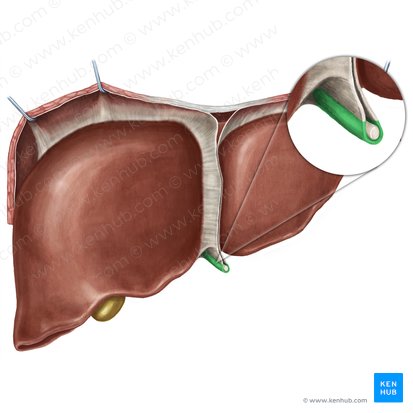 Ligamento redondo del hígado (Ligamentum teres hepatis); Imagen: Irina Münstermann