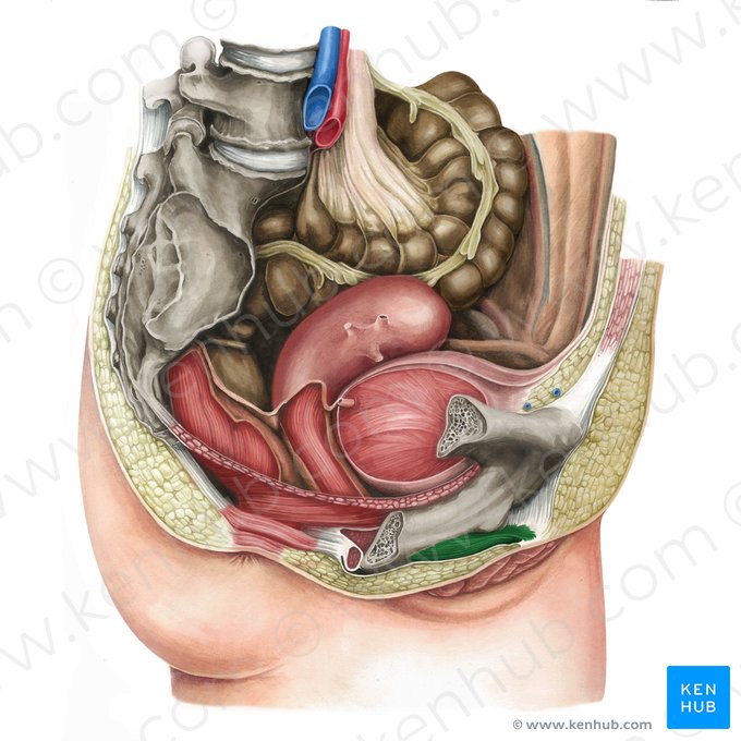 Muscle ischiocaverneux féminin (Musculus ischiocavernosus (femininus)); Image : Irina Münstermann