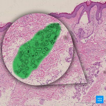 Eccrine sweat gland (Glandula sudorifera eccrina); Image: 