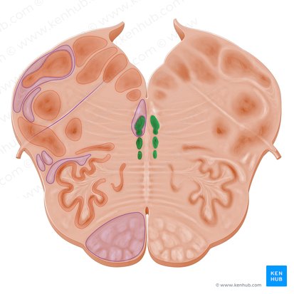 Nuclei raphes (Raphe-Kerne); Bild: Paul Kim