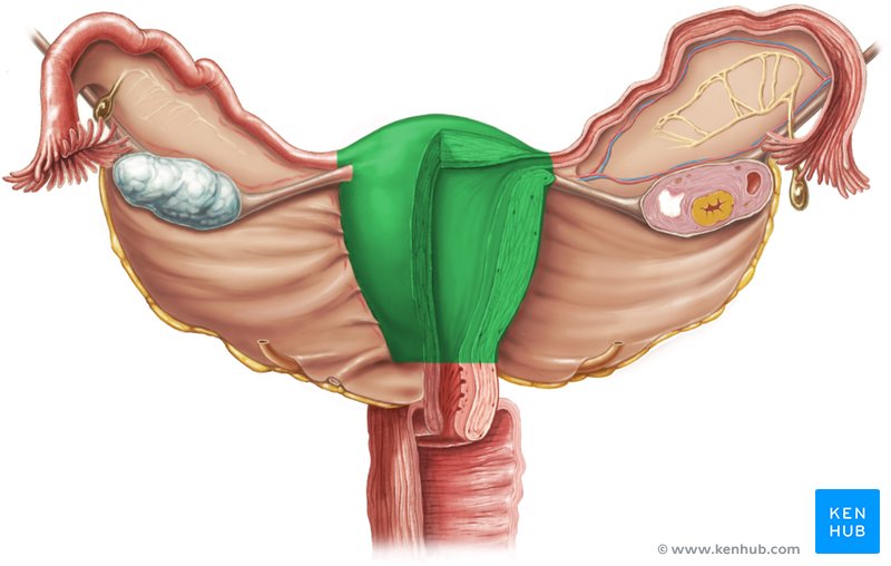 Body of uterus - ventral view